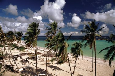 Playa Bavaro, longue plage bordée de cocotiers. - Author's Image