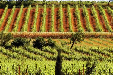 Vignoble biterrois. Gilles DESCHAMPS