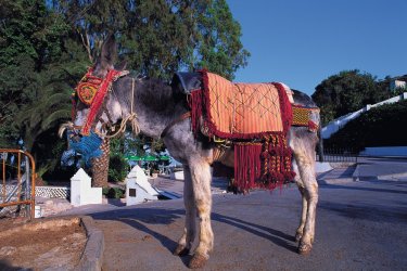 L'âne permet de visiter Mijas à son rythme. - Author's Image