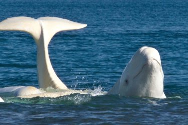 Beluga. - Nansen Weber - Nunavut Tourism