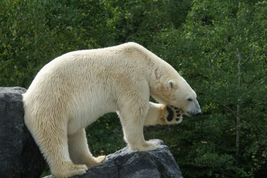 Zoo sauvage de Saint-Félicien. - Laurie PILLOIS
