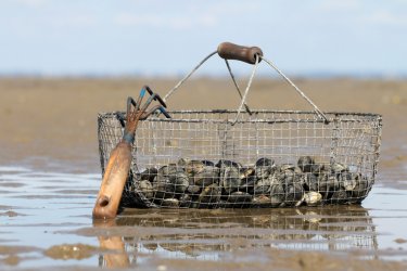 Pêche à pied. Thomas Pajot - stock.adobe.com