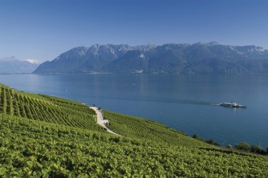 Vignobles de Lavaux et le lac Léman. - Sim-crow - Fotolia