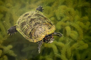 Tortue dans les eaux du Macritchie reservoir. - Guadalupe Polito - Shutterstock.com