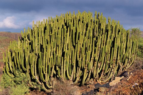Cactus. (© Author's Image)