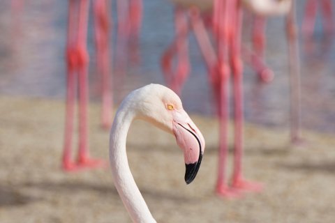 Flamants roses dans la réserve naturelle Ras Al Khor. (© R. de Bruijn_Photography - Shutterstock.com)