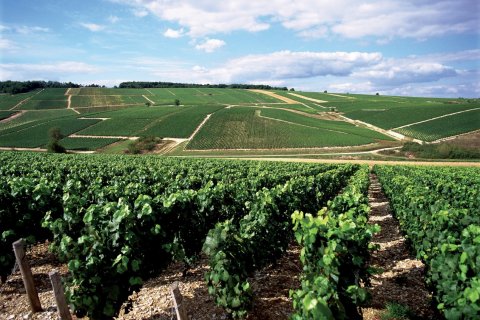 Vignoble de Chablis. (© AM stock nature)