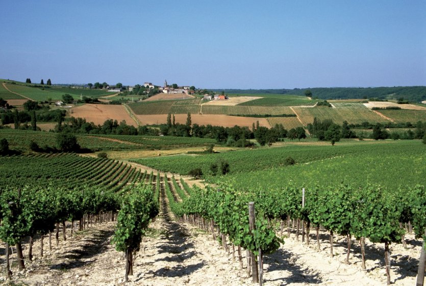 <p>Vignoble de Gaillac</p>