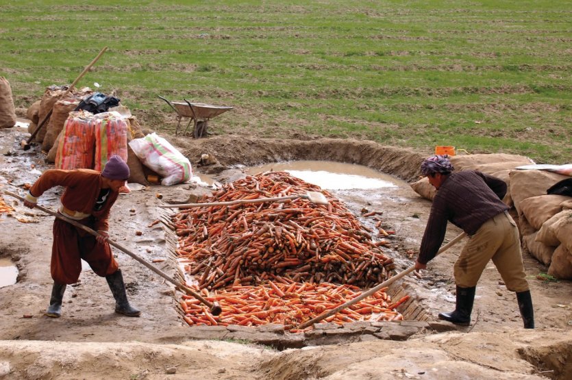 Nettoyage de carottes fraîchement récoltées près de Balkh.