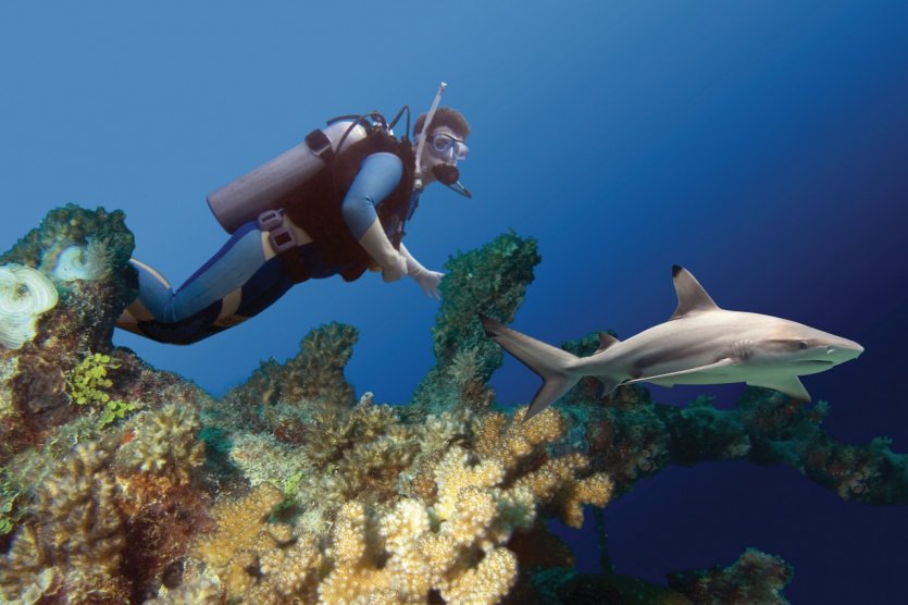 Combien De Temps Pour Construire Un Sous Marin Le guide pratique Petit Futé Guide de la plongée : Requins