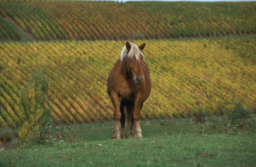 Cheval dans le vignoble comtois