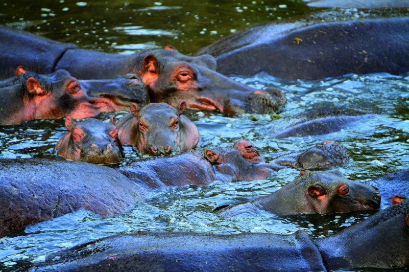 <p>Hippopotames dans le Parc National du Serengeti</p>