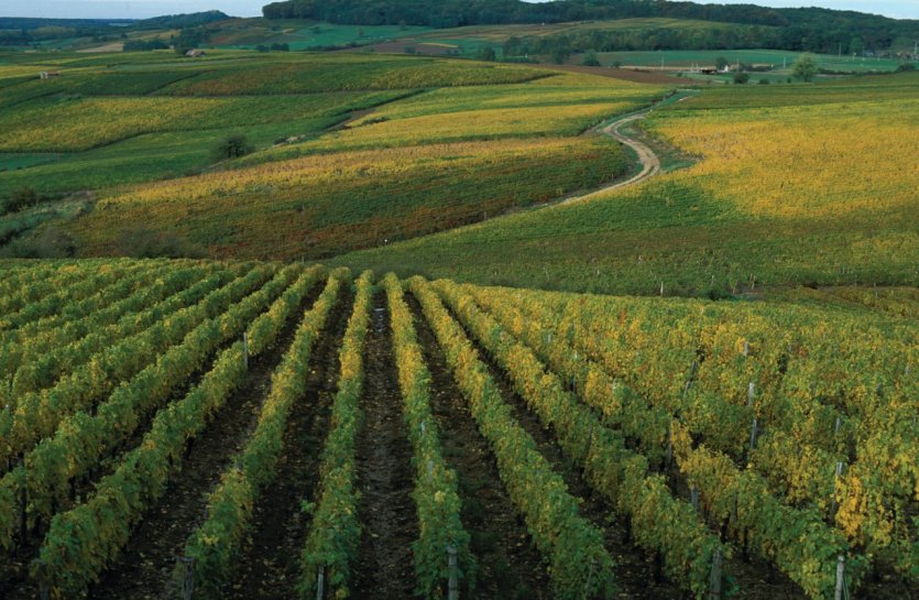 Vignoble près d'Arbois