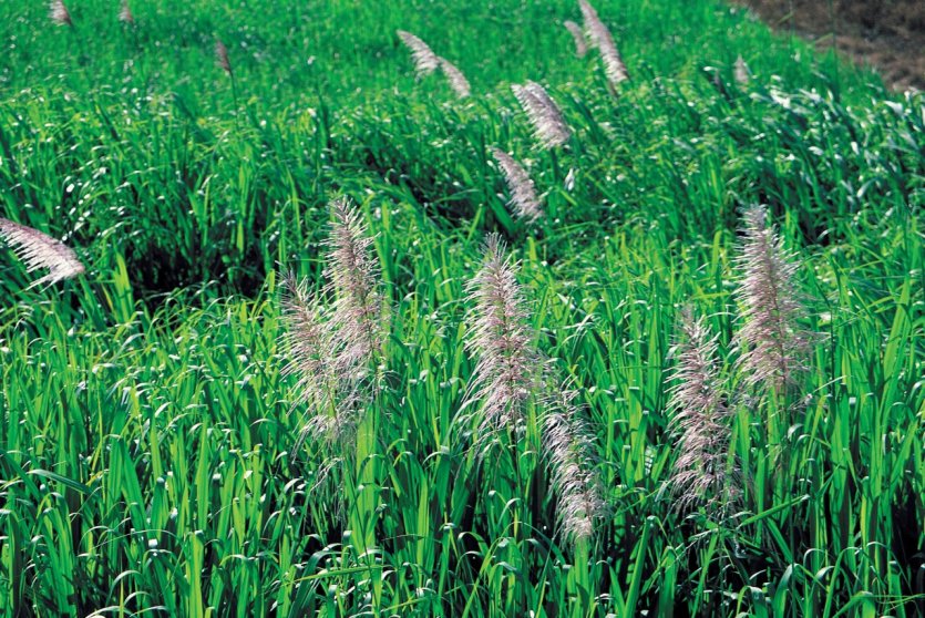 <p>Champ de canne à sucre en fleur.</p>