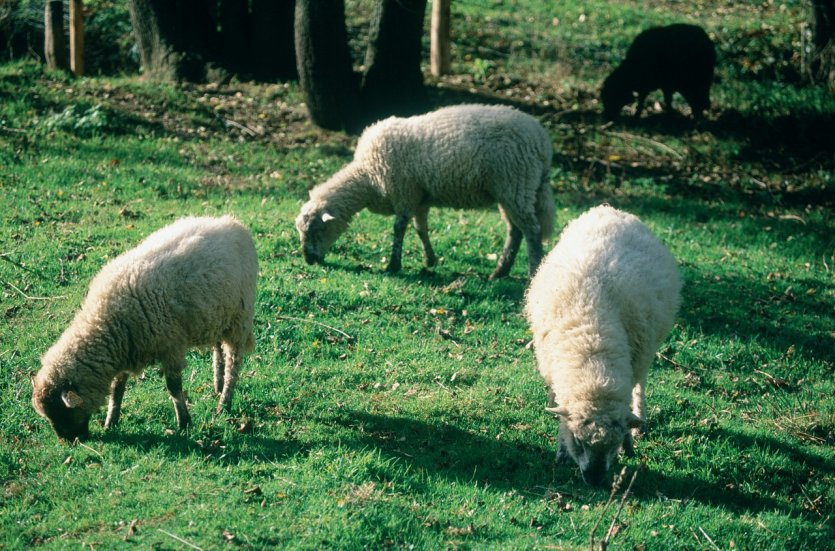 Moutons