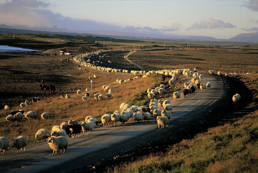 <p>Transhumance des moutons.</p>