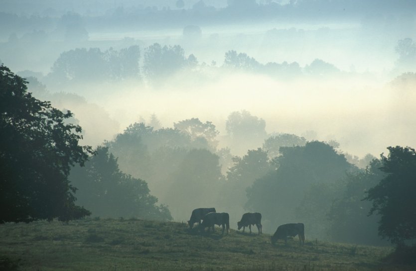 Brume matinale sur le Jura