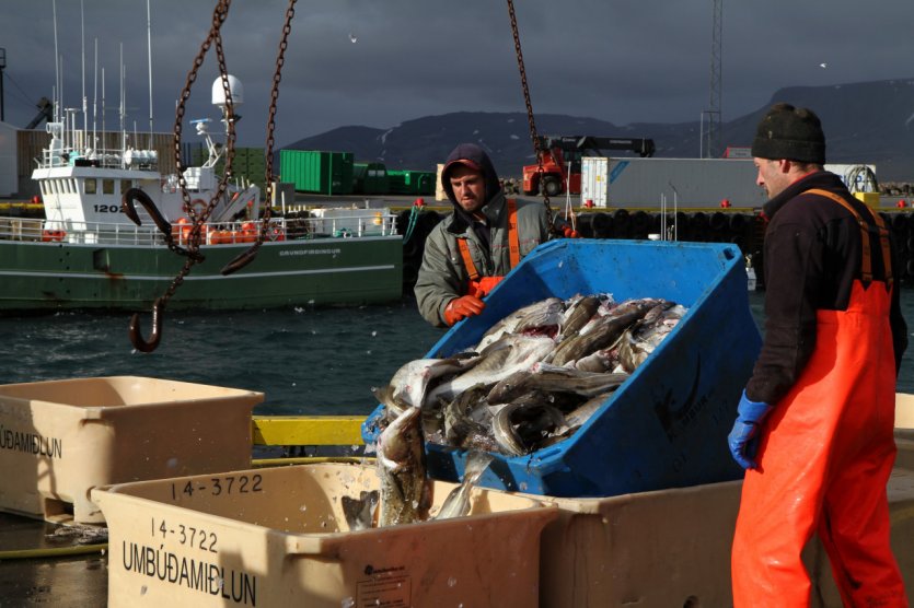 Retour de pêche à Grundarfjordur.