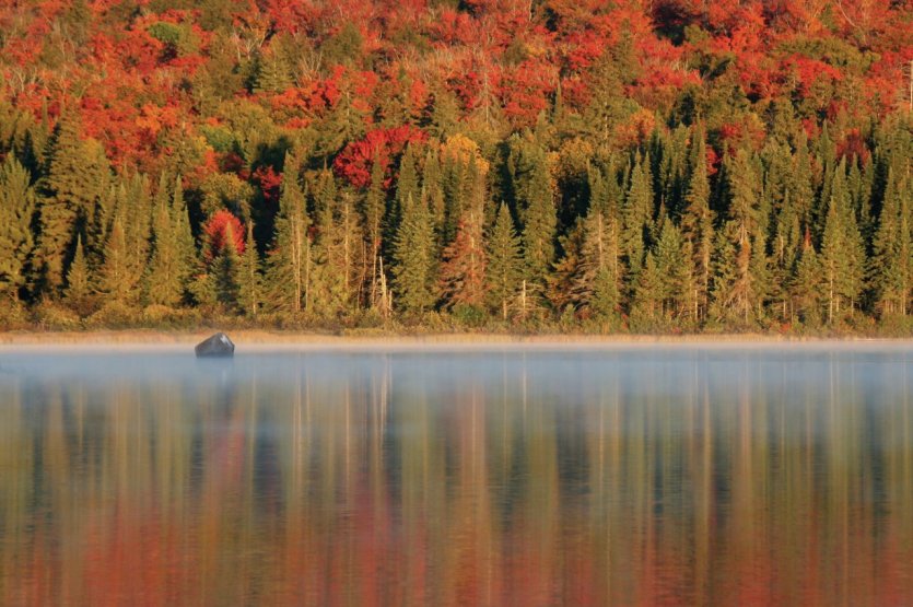 <p>Couleurs d'automne dans le parc provincial Algonquin.</p>