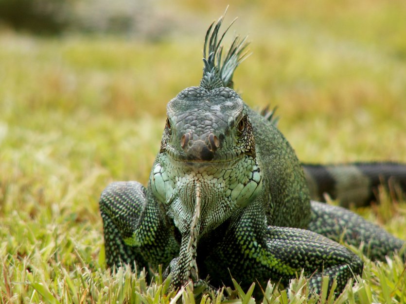 Iguane de Guyane.