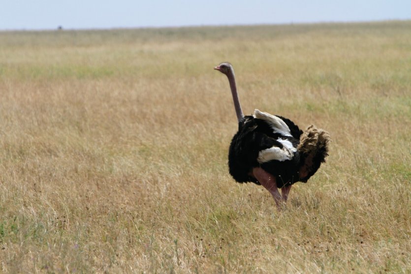 <p>Autruche dans le Parc National du Serengeti</p>