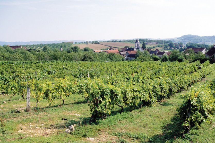 Vignoble de Branceilles