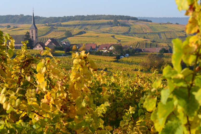 Vignoble alsacien.