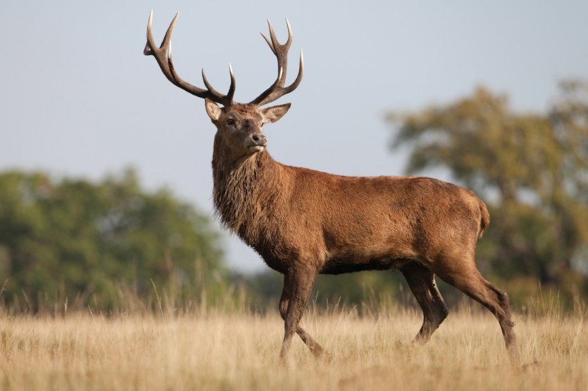 Cerf élaphe.