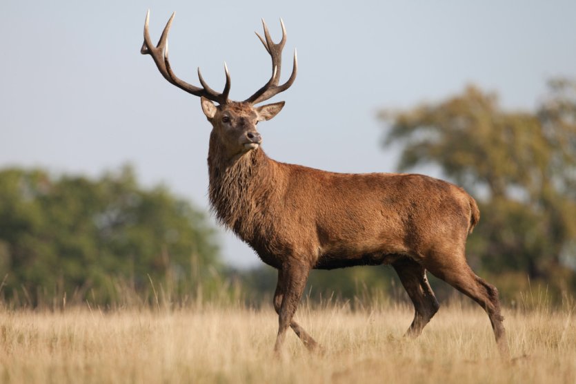 <p>Cerf élaphe.</p>