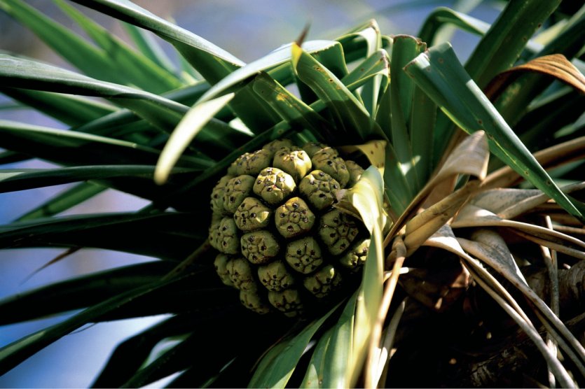 <p>Le climat de Nouvelle Calédonie est propice à la culture fruitière.</p>