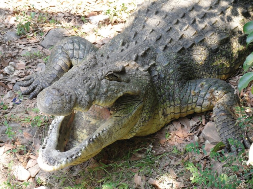 Le crocodile, grand prédateur du Burundi.