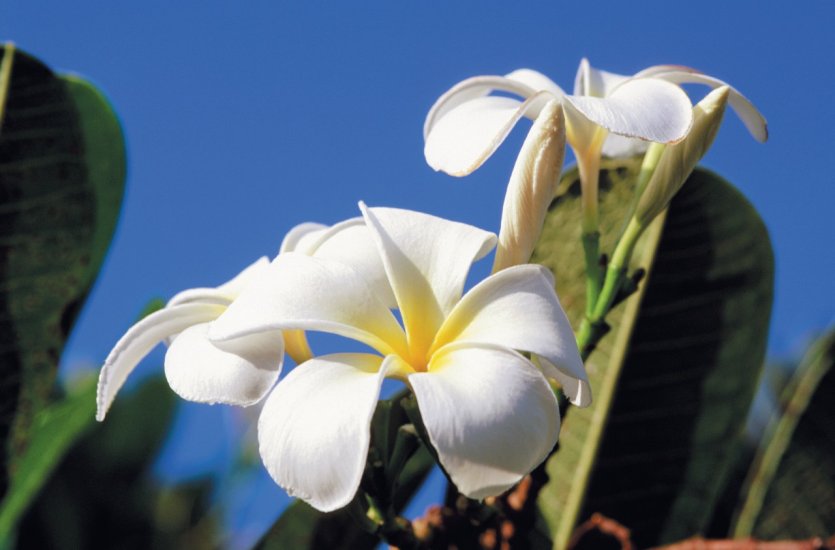 <p>Des fleurs plus exotiques les unes que les autres.</p>
