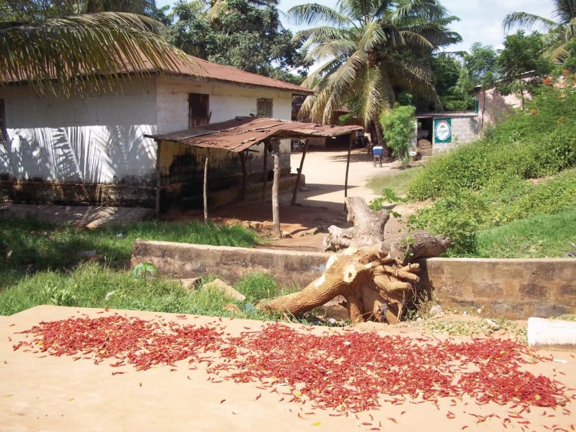 Séchage de piments