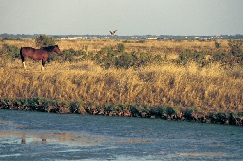 Cheval et marais salant