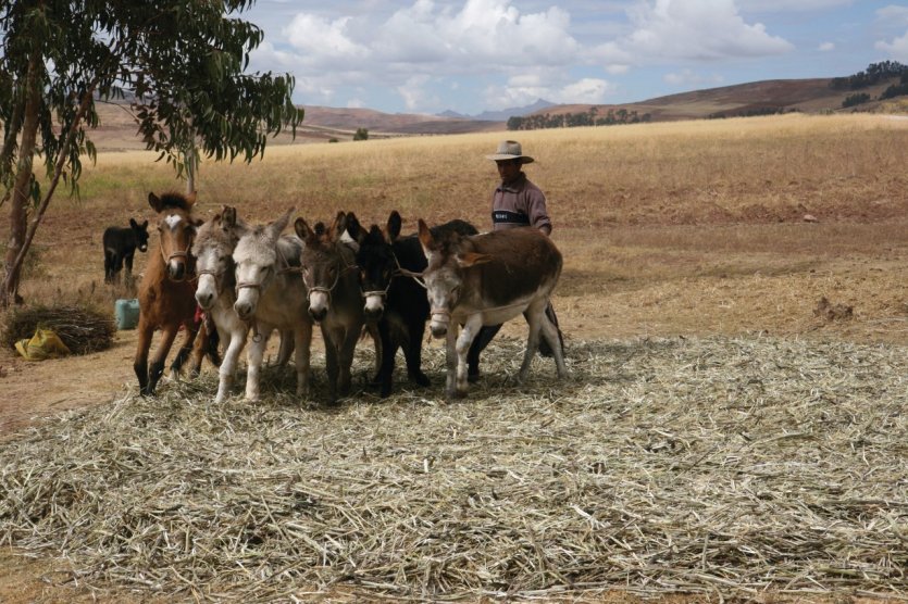 <p>Travail agricole.</p>
