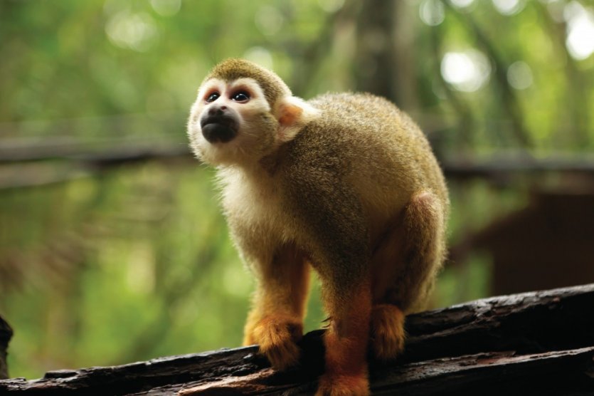 Le singe saïmiri.