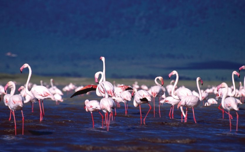 <p>Flamants roses</p>