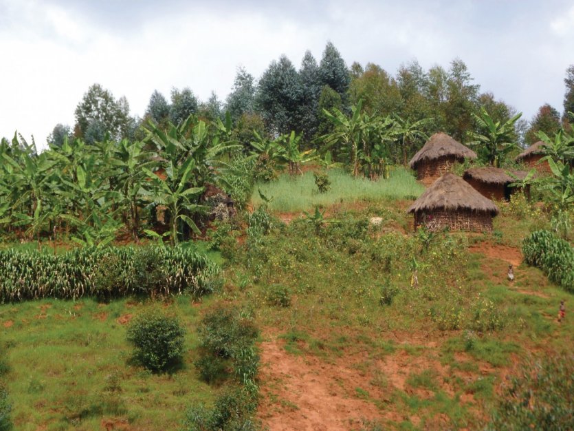 Habitat traditionnel vers Banga.