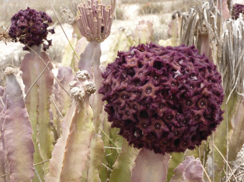 Fleurs de cactus.