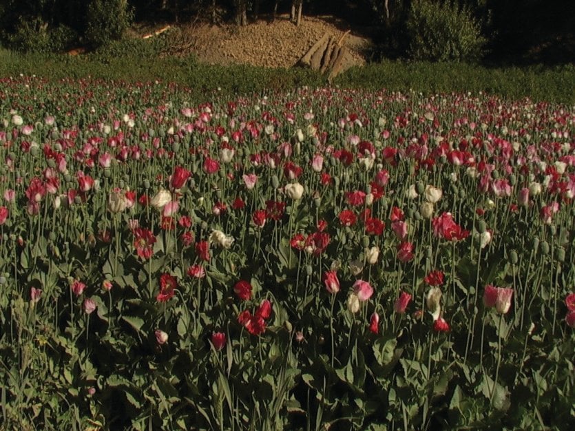 Champ de pavot : l'Afghanistan est le premier producteur mondial d'opium.