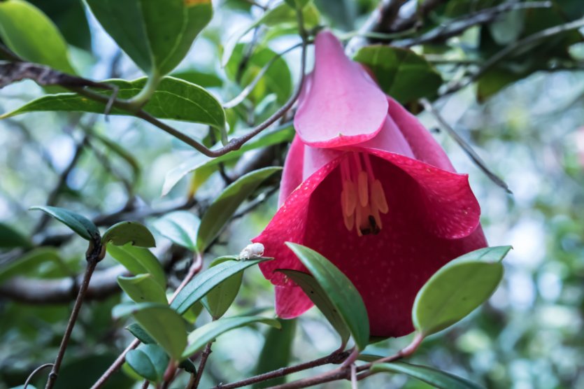 <p>La Copihue, fleur emblématique du Chili.</p>