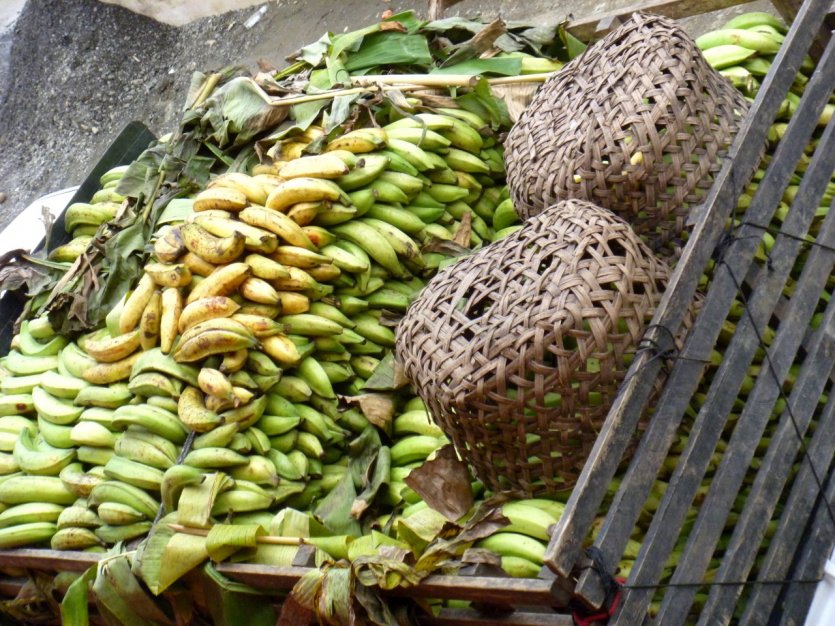 Les bananes plantains du Darién.