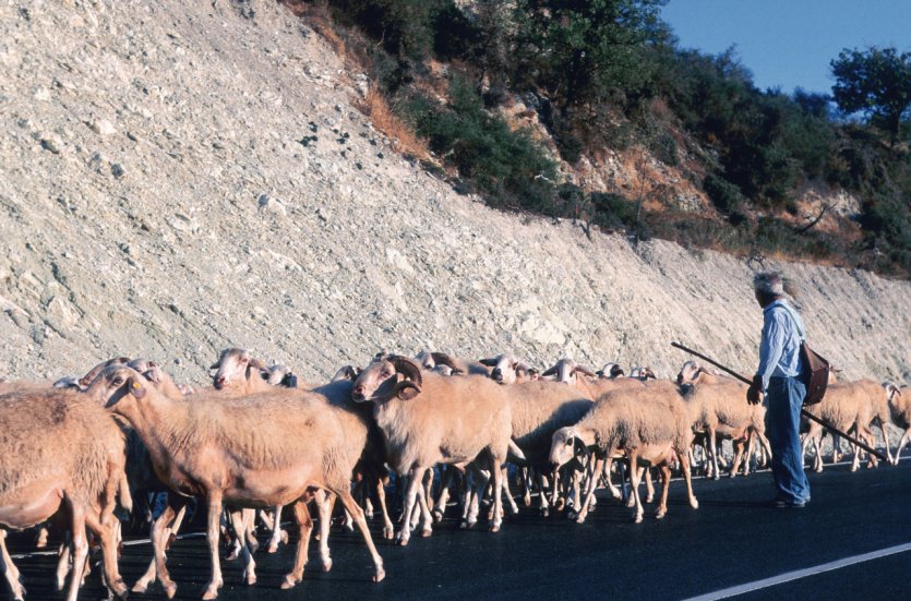 Troupeau de moutons dans le sud de l'île.