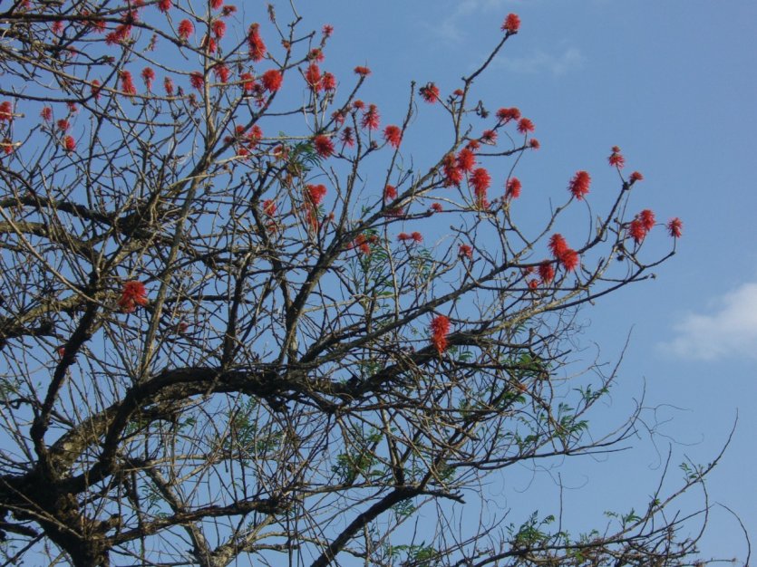 L'érythrine, arbre sacré du Burundi ancien.