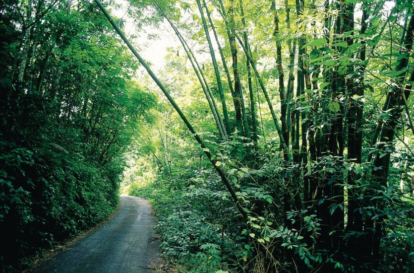 <p>Jardin tropical à Montego Bay.</p>