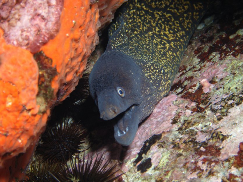 Murène dans la baie de Calvi
