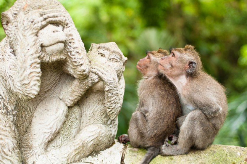 <p>Dans la forêt sacrée des singes.</p>