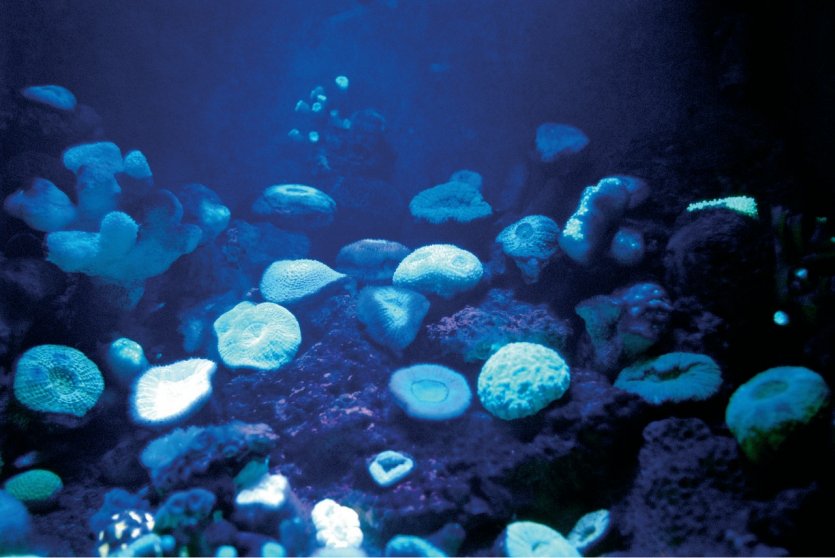 <p>Coraux fluorescents</p>