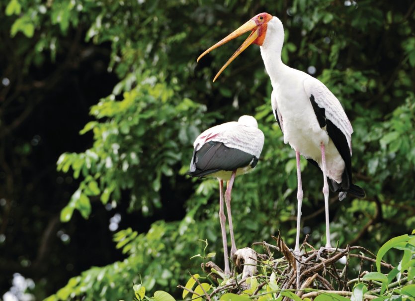 <p>Tantales Ibis du Manyara National Park</p>