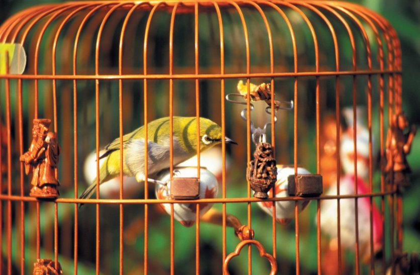 Kowloon, marché aux oiseaux.